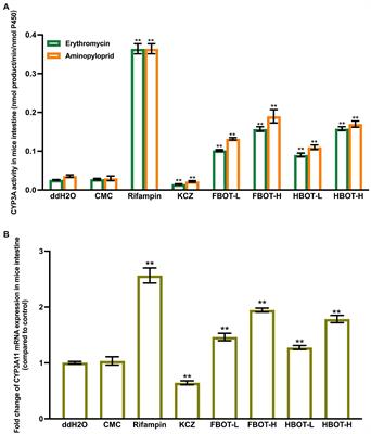 Effects of aqueous extract from Baiyedancong-Oolong tea on cytochrome P450 enzymes activities, P-gp and OATs transport abilities and transcription levels in mice